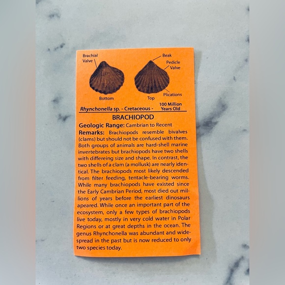 🌊 Educational Fossils Set: dinosaur, ammonite, petrified wood, etc. Geol… - Picture 14 of 15